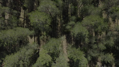 Drone-Vista-De-Arriba-Hacia-Abajo-De-Los-árboles-En-Un-Bosque-De-Coníferas