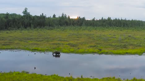 Lone-moose-drinks-from-rivers-edge-at-sunset