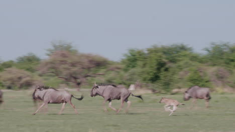 Manada-Reproductora-De-ñus-Corriendo-En-La-Sabana-En-Botswana-En-Un-Día-Soleado---Tiro-Panorámico