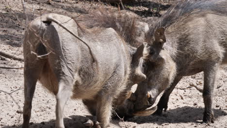 Warthogs-play-fighting-in-the-hot-summer-sun---close-up