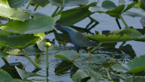 Der-Geniale-Sumpfvogel-Purple-Gallinule-Nutzt-Große-Pflanzenblätter,-Um-In-Super-Zeitlupe-Auf-Dem-Wasser-Zu-Laufen