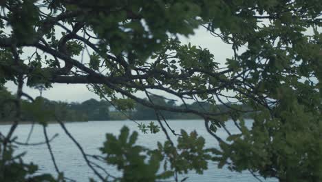 Oak-tree-branches-lean-out-over-river-gimbal-tracking-shot