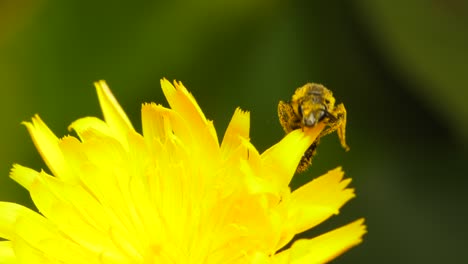Furrow-bee-crawling-around-pollinating-a-yellow-common-garden-flower