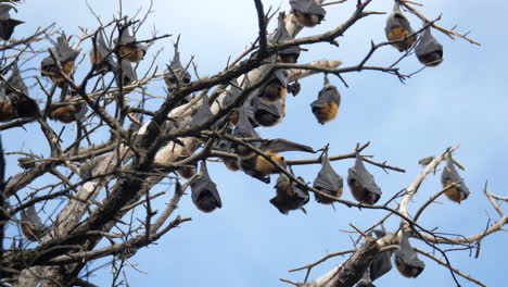Two-Fruit-Bats-Annoy-Each-Other-While-In-A-Tree,-SLOW-MOTION
