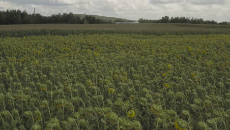 Landwirtschaftliche-Feldsonnenblumen-Wachsen-In-Hülle-Und-Fülle-Neben-Der-Maisernte
