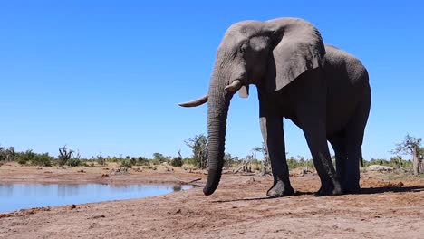 Un-Solo-Elefante-Africano-De-Sabana-Posa-Junto-A-Un-Estanque-Del-Desierto-Bajo-La-Dura-Luz-Del-Sol