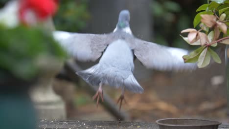 Eine-Taube,-Die-In-Zeitlupe-In-Einen-Britischen-Hintergarten-Abfliegt