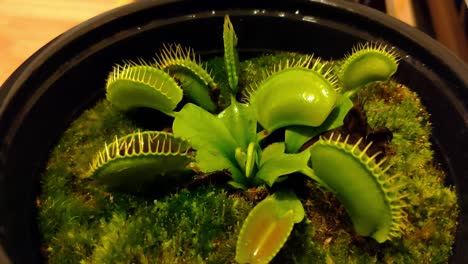 Carnivorous-plant-Venus-Fly-trap-with-big-traps-is-on-a-medium-pot-indoors