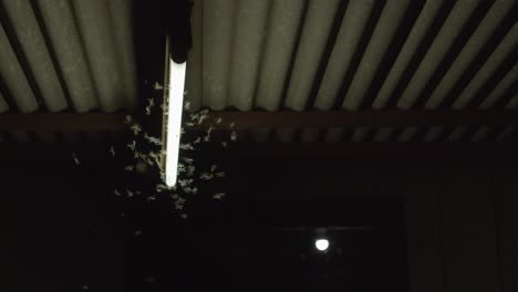 Swarm-of-mayflies-flapping-and-fluttering-around-the-glow-of-an-electric-light-at-night-with-geckos-in-the-shadows-trying-to-catch-and-eat-them