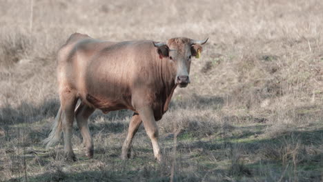 Curious-Cow-Staring-At-The-Camera-While-Walking-In-The-Field-In-Alentejo-Province,-Portalegre,-Portugal---Slow-Motion