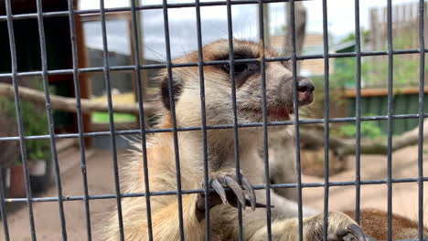 Close-up-of-a-meerkat-in-a-cage