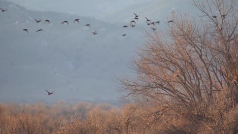 Slow-motion-footage-of-birds-in-flight