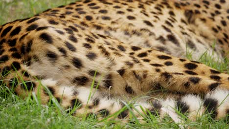 Closeup-Pan-along-Tail-of-Southeast-African-Cheetah-sleeping-in-Grass