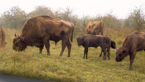 European-bison-herd-grazing-in-a-foggy-field,from-a-car-window,Czechia