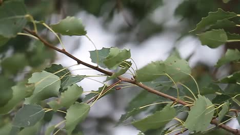 Grüne-Blätter-Am-Baum,-Die-An-Einem-Sommertag-Im-Wind-Wehen,-Stockvideo
