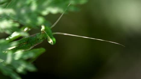 Extreme-close-shot-of-a-Praying-Mantis-staring-at-camera-among-the-vegetation,-then-hiding