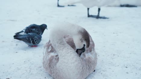 Signet-swan-sits-in-snow-pruning-beside-pigeons