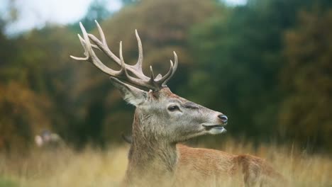 Red-deer-stag-eating-looking-into-camera-close-up-slow-motion