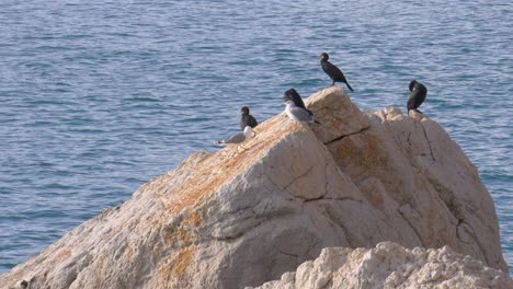Cormorants-and-seagulls-on-rock-with-blue-sea-background