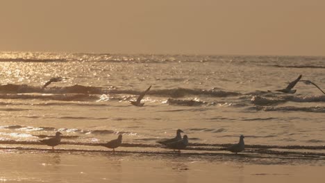 Seagulls-flying-over-the-sea-shore-at-golden-hour-sunset-slow-motion