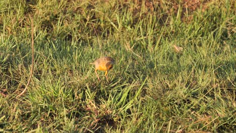 Orange-Throated-Cape-Longclaw-Bird-Walks-in-Grass-at-Golden-Hour,-South-Africa