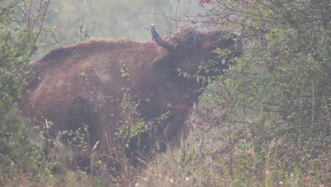 Europäischer-Bison-Bonasus-Bulle-Frisst-Blätter-In-Einem-Dickicht-Im-Nebel,-Tschechien