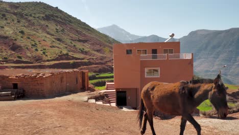 Un-Burro-Camina-Solo-Por-Un-Pueblo-De-Tierra-Roja-En-Las-Montañas-Del-Alto-Atlas-En-Marruecos-Solo-Y-Libre