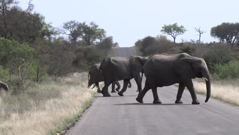 A-herd-of-elephants-with-a-young-calf-crossing-a-tar-road-in-Africa
