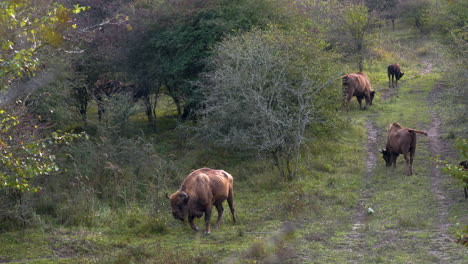 European-bison-bonasus-herd-grazing-along-a-field-muddy-road,Czechia
