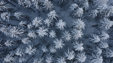 Luftaufnahme,-Von-Oben-Nach-Unten,-Drohnenaufnahme,-über-Schneebedeckten-Bäumen,-Finnischer-Wald,-An-Einem-Bewölkten-Wintertag-In-Finnland