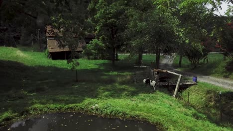 4K-drone-pulling-back-revealing-a-duck-pond-with-goats-grazing-nearby