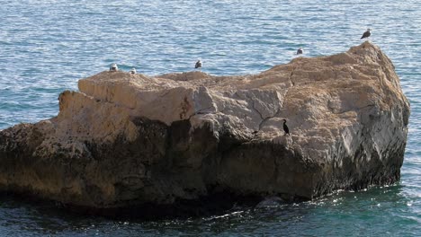 Seabirds-on-rock-in-water,-seagulls-and-cormorant,-zoom-out
