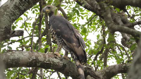 crowned-eagle-standing-alert-on-large-tree-branch