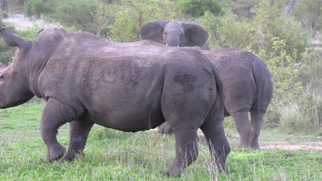 Elephant-and-two-white-rhinos-move-around-on-grass-in-green-bushland