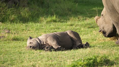 Funny-clip-of-a-baby-rhino-kicking-in-its-sleep-before-waking-up-with-a-fright