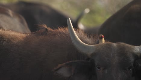 Close-up-of-a-red-billed-oxpecker-feeding-on-insects-in-a-cape-buffalo-fur