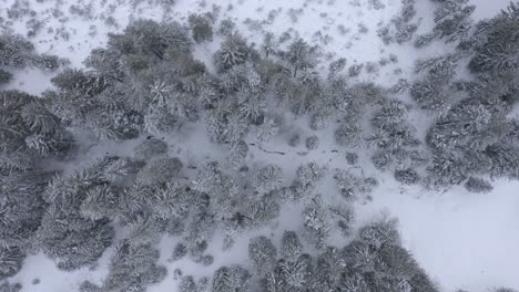 backwards-flight-over-a-frozen-forest-in-the-Swiss-alps
