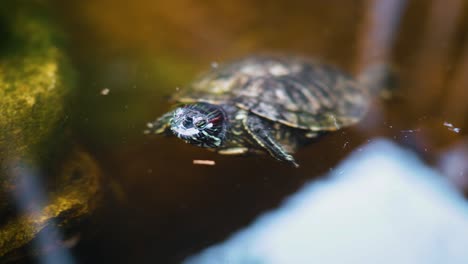Kleine-Schildkröte-Schwimmt-In-Einem-Teich-Im-Freien,-Kommt-Aus-Dem-Wasser-Und-Taucht-Wieder-Hinein
