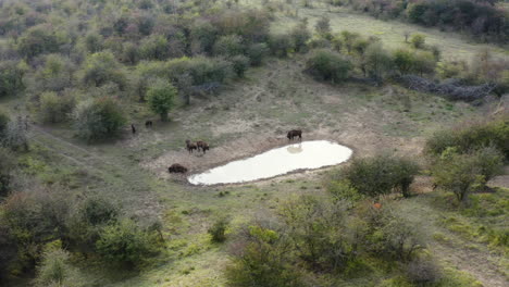 Small-european-bison-bonasus-herd-at-a-steppe-watering-hole,Czechia