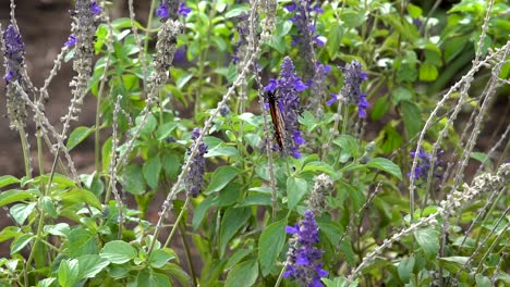 Auf-Einer-Violetten-Blume-Ruhend,-öffnet-Ein-Einzelner-Monarch-Seine-Flügel-Und-Enthüllt-Seine-Spektakulären-Farben