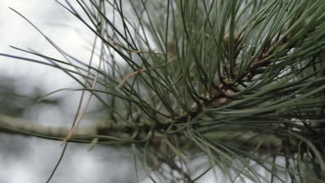Pine-tree-needles-on-pine-tree-close-up-panning