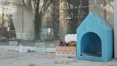 Cat-is-Sleeping-in-a-Cardboard-House-built-for-Stray-Animals-Living-in-Streets,-Protecting-them-from-Cold-in-slowmo