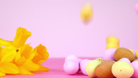 Chocolate-eggs-bounce-into-shot-against-a-pink-background-alongside-daffodils-for-an-easter-and-springtime-theme