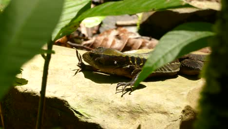 Fauna-De-Costa-Rica