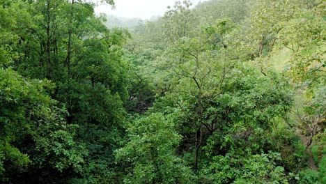 Flug-Durch-Das-Grüne-Dschungeldach-In-Den-Bergen-Der-Westlichen-Ghats-Indiens
