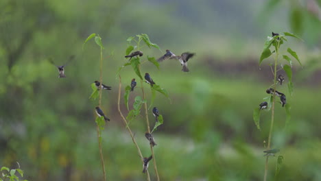 Mixed-flock-of-Barn-and-Streaked-throated-swallows-hover-and-perch-catching-insects-and-enjoying-rains-in-slow-motion