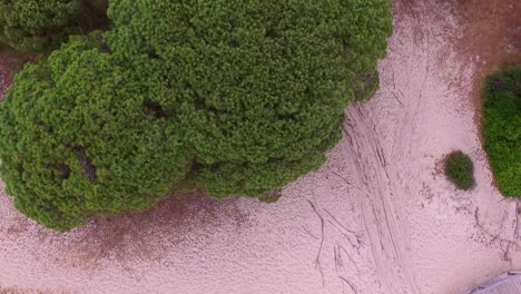 Aerial-view-of-some-tree-tops-on-a-dry-land-with-fine-white-sands-similar-to-beach-sand