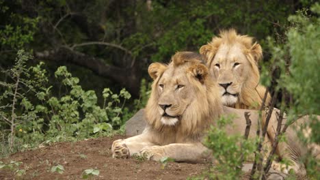 Paar-Junge-Männliche-Löwen,-Die-Im-Buschland-Ruhen-Und-In-Die-Kamera-Schauen
