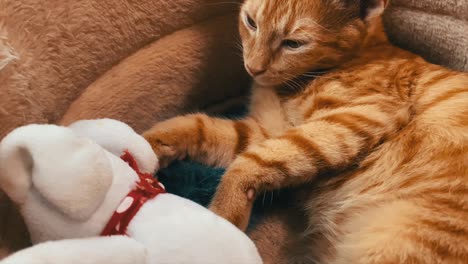 Cat-relaxes-in-the-bed-with-his-favorite-toy