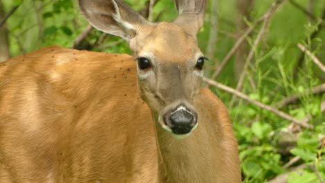 Up-close-telephoto-shot-of-a-deer's-face-as-it-chews-on-grass-in-the-middle-of-a-thicket